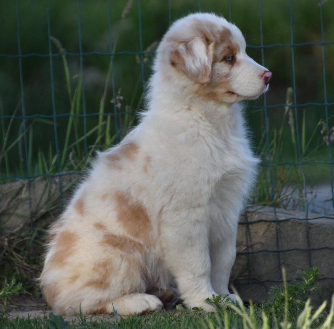 Chiot berger australien