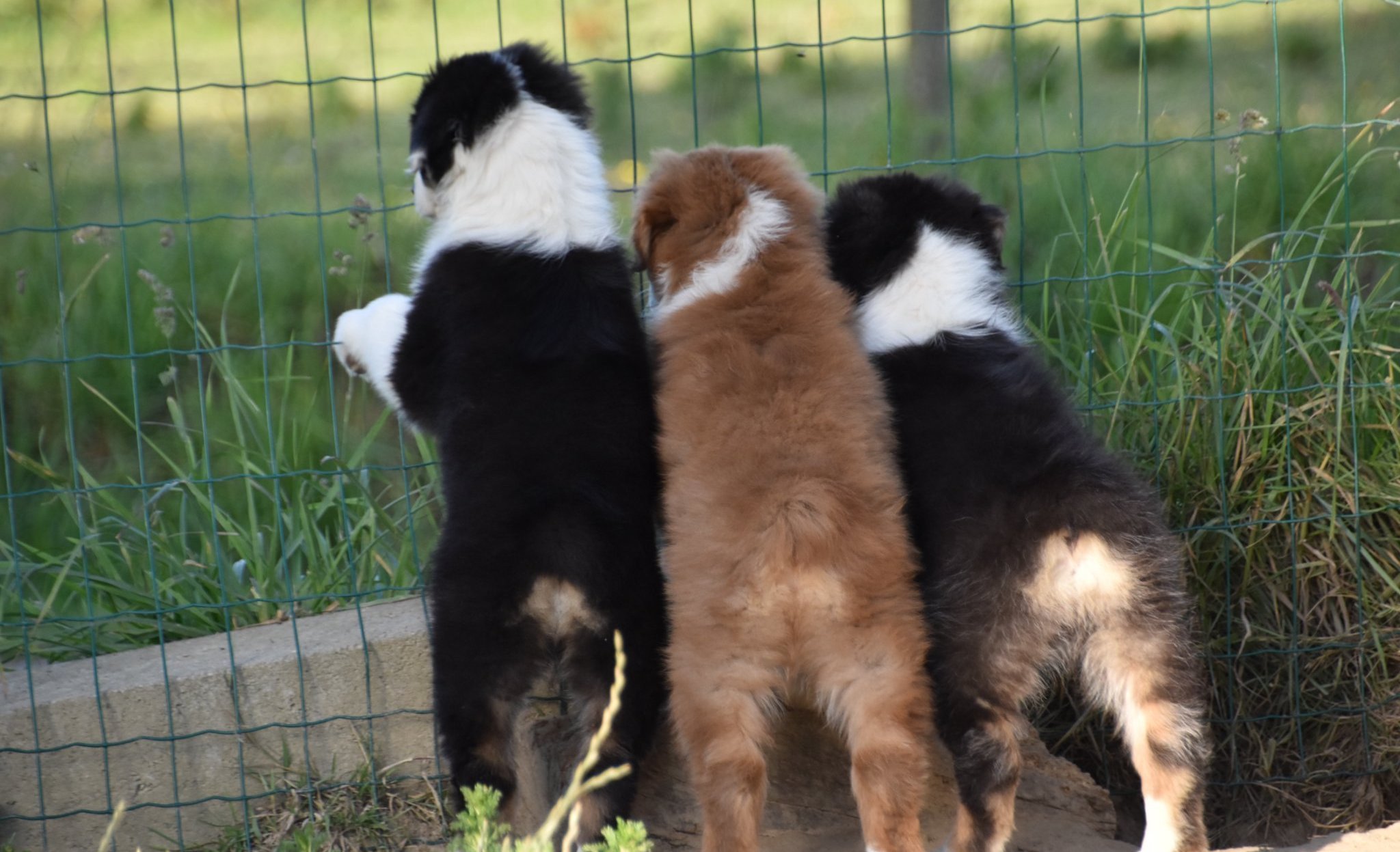 chiots berger australien marron