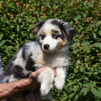 chiot Berger australien Bleu merle A... du Domaine de Keravel DOMAINE DE KERAVEL chiot Berger australien Bleu merle A... du Domaine de Keravel DOMAINE DE KERAVEL