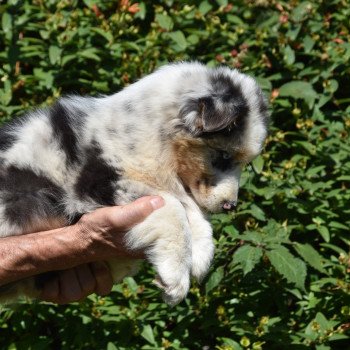 chiot Berger australien Bleu merle A... du Domaine de Keravel DOMAINE DE KERAVEL chiot Berger australien Bleu merle A... du Domaine de Keravel DOMAINE DE KERAVEL