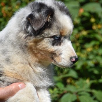 chiot Berger australien Bleu merle A... du Domaine de Keravel DOMAINE DE KERAVEL chiot Berger australien Bleu merle A... du Domaine de Keravel DOMAINE DE KERAVEL