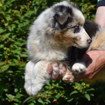 chiot Berger australien Bleu merle A... du Domaine de Keravel DOMAINE DE KERAVEL chiot Berger australien Bleu merle A... du Domaine de Keravel DOMAINE DE KERAVEL