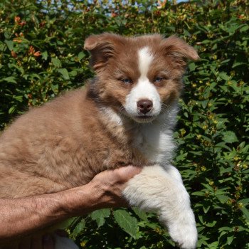 chiot Berger australien Rouge tricolore A... du Domaine de Keravel DOMAINE DE KERAVEL chiot Berger australien Rouge tricolore A... du Domaine de Keravel DOMAINE DE KERAVEL