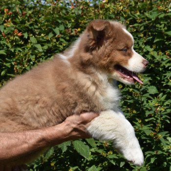chiot Berger australien Rouge tricolore A... du Domaine de Keravel DOMAINE DE KERAVEL chiot Berger australien Rouge tricolore A... du Domaine de Keravel DOMAINE DE KERAVEL