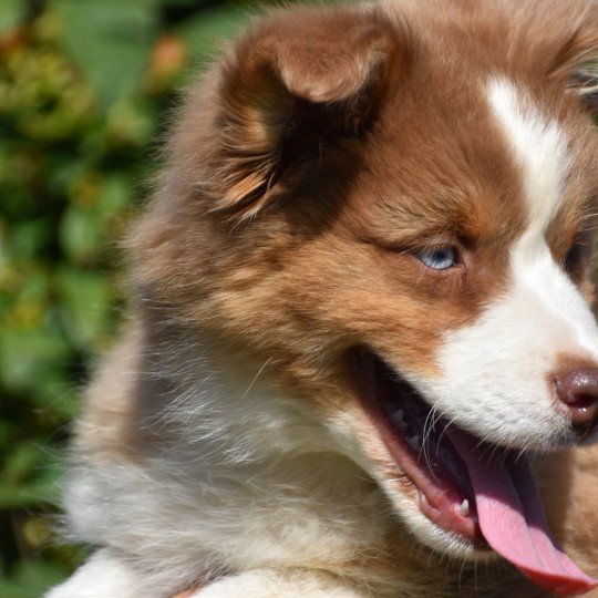 chiot Berger australien Rouge tricolore A... du Domaine de Keravel DOMAINE DE KERAVEL