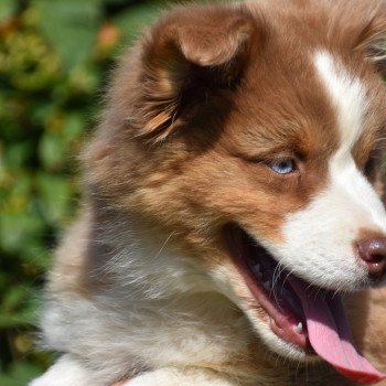 chiot Berger australien Rouge tricolore A... du Domaine de Keravel DOMAINE DE KERAVEL chiot Berger australien Rouge tricolore A... du Domaine de Keravel DOMAINE DE KERAVEL