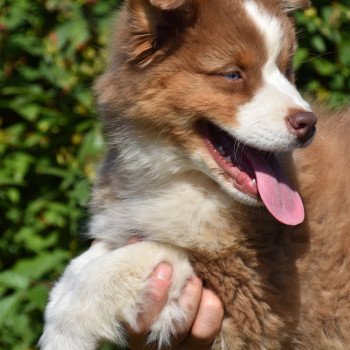 chiot Berger australien Rouge tricolore A... du Domaine de Keravel DOMAINE DE KERAVEL chiot Berger australien Rouge tricolore A... du Domaine de Keravel DOMAINE DE KERAVEL