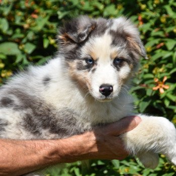 chiot Berger australien Bleu merle A... du Domaine de Keravel DOMAINE DE KERAVEL chiot Berger australien Bleu merle A... du Domaine de Keravel DOMAINE DE KERAVEL