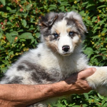 chiot Berger australien Bleu merle A... du Domaine de Keravel DOMAINE DE KERAVEL chiot Berger australien Bleu merle A... du Domaine de Keravel DOMAINE DE KERAVEL