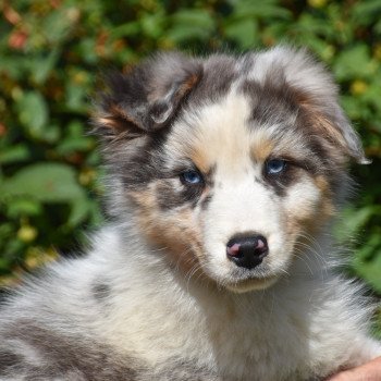 chiot Berger australien Bleu merle A... du Domaine de Keravel DOMAINE DE KERAVEL chiot Berger australien Bleu merle A... du Domaine de Keravel DOMAINE DE KERAVEL