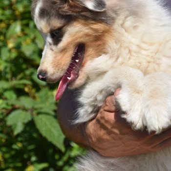 chiot Berger australien Bleu merle A... du Domaine de Keravel DOMAINE DE KERAVEL chiot Berger australien Bleu merle A... du Domaine de Keravel DOMAINE DE KERAVEL