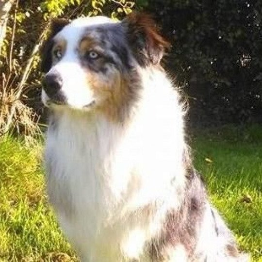 chien Berger australien Bleu merle (yeux bleus) Graw Star des Dolmens d'An Arvor DOMAINE DE KERAVEL