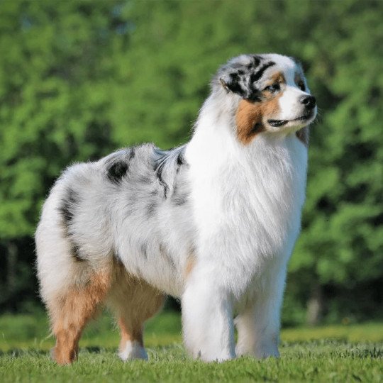 chien Berger australien Bleu merle (yeux bleus) Last Legal Drug des Terres de Khairyaca DOMAINE DE KERAVEL