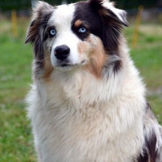 Berger australien Bleu merle aux yeux bleus