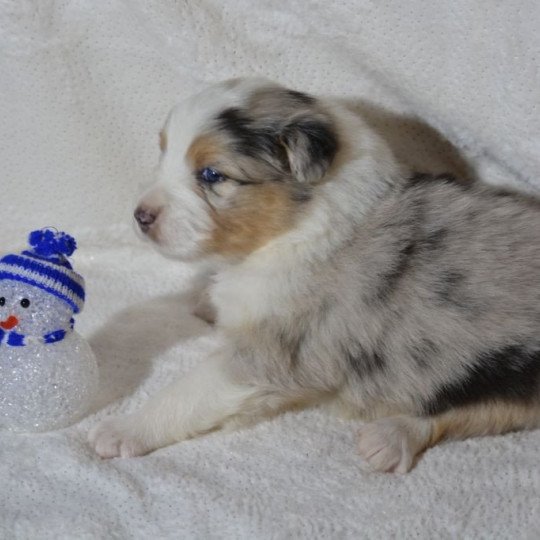 chiot Berger australien Bleu merle (yeux noisettes) Pablo du Domaine de Keravel DOMAINE DE KERAVEL