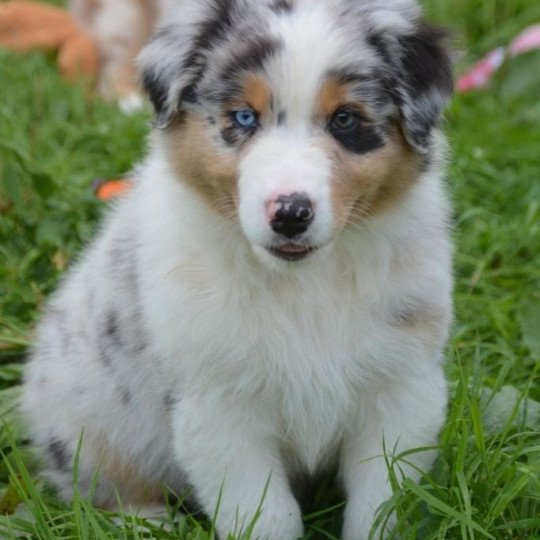 chiot Berger australien Bleu merle (yeux vairons) PEPPER DOMAINE DE KERAVEL