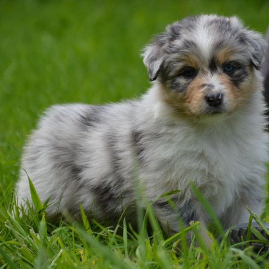 chiot Berger australien Bleu merle (yeux bleus) Pepper du Domaine de Keravel DOMAINE DE KERAVEL