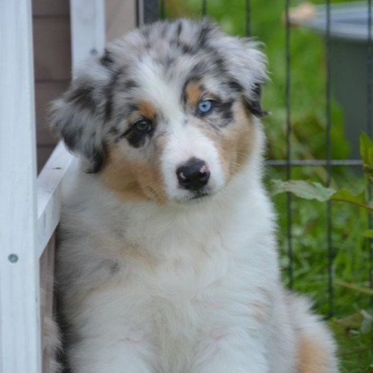 chiot Berger australien Bleu merle (yeux vairons) PEPS DOMAINE DE KERAVEL