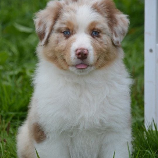 chiot Berger australien Rouge merle (yeux bleus) PEP'S DOMAINE DE KERAVEL