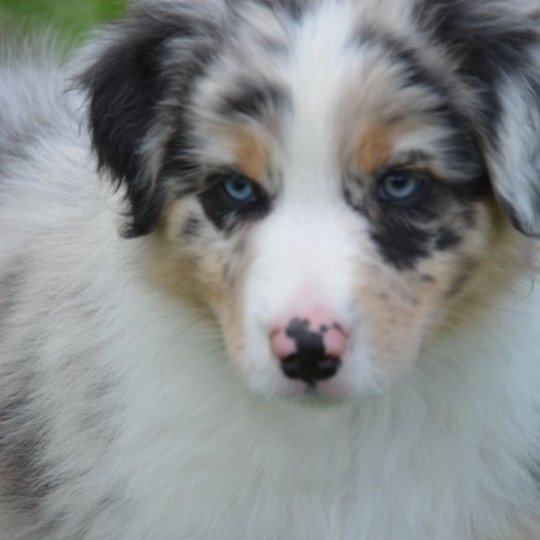 chiot Berger australien Bleu merle (yeux bleus) PEPSY DOMAINE DE KERAVEL