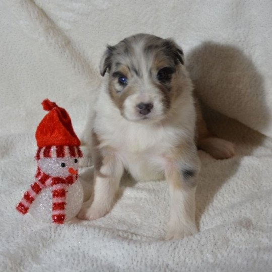 chiot Berger australien Bleu merle (yeux noisettes) Perle du Domaine de Keravel DOMAINE DE KERAVEL