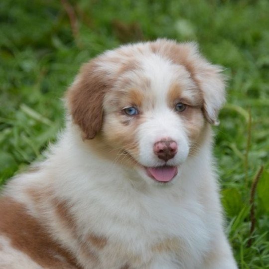 chiot Berger australien Rouge merle (yeux vairons) PILAR DOMAINE DE KERAVEL