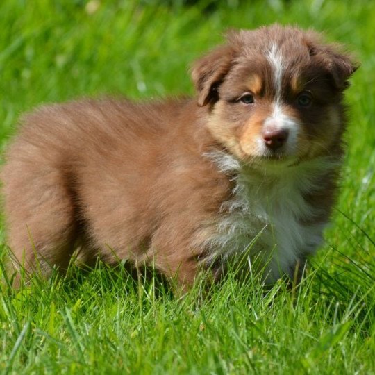 chiot Berger australien Pilou du Domaine de Keravel DOMAINE DE KERAVEL