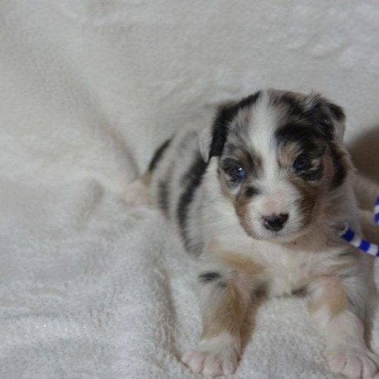 chiot Berger australien Bleu merle (yeux bleus) Pixel DOMAINE DE KERAVEL