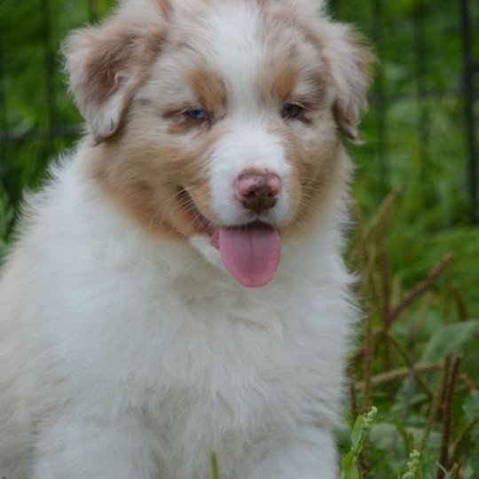 chiot Berger australien Rouge merle (yeux vairons) POGZ DOMAINE DE KERAVEL