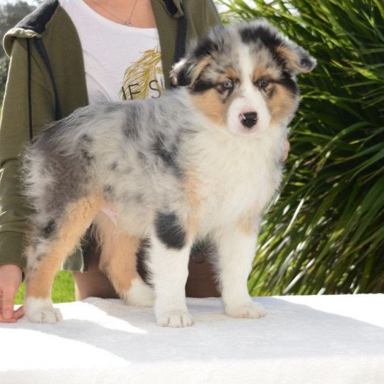 chiot Berger australien Bleu merle (yeux noisettes) Polochon DOMAINE DE KERAVEL