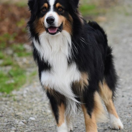 chien Berger australien Noir tricolore aux yeux noisettes Popstar du Domaine de Keravel DOMAINE DE KERAVEL