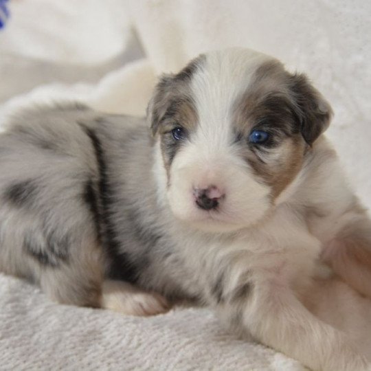 chiot Berger australien Bleu merle (yeux bleus) Potter DOMAINE DE KERAVEL