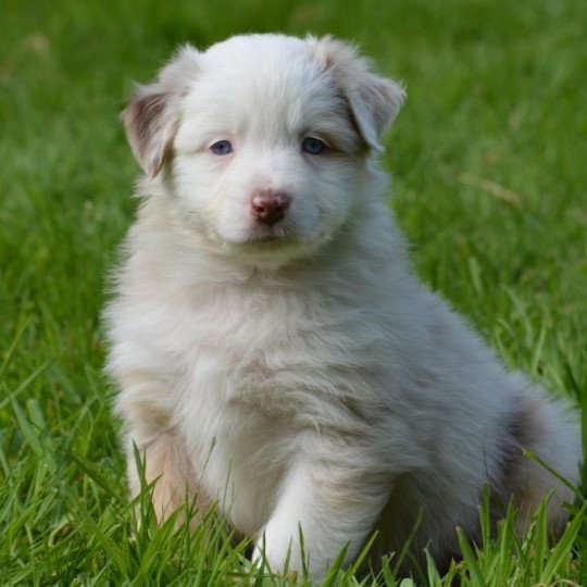 chiot Berger australien Pranayama du Domaine de Keravel DOMAINE DE KERAVEL