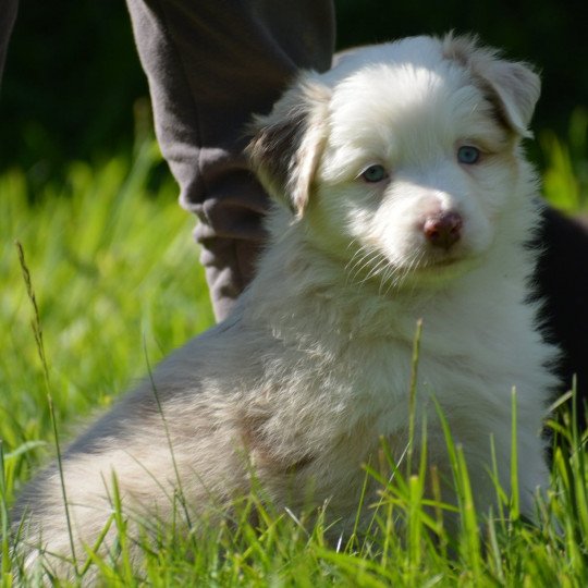 chiot Berger australien Rouge merle (yeux bleus) Pranayama du Domaine de Keravel DOMAINE DE KERAVEL