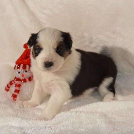 chiot Berger australien Noir tricolore (yeux noisettes) Priska Luna du Domaine de Keravel DOMAINE DE KERAVEL