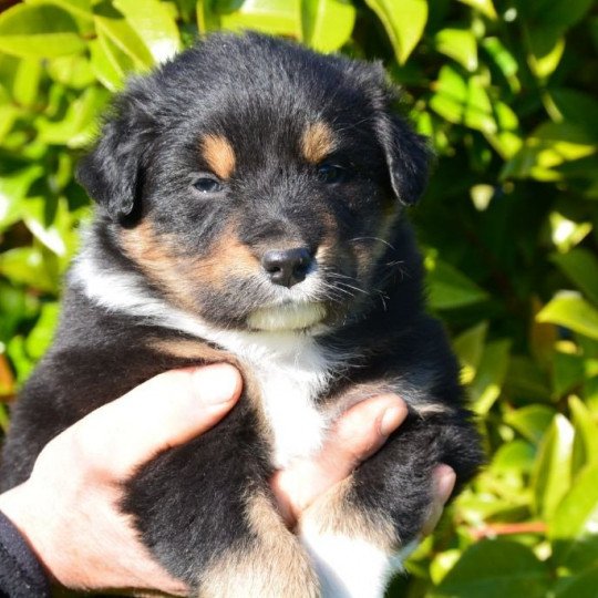 chiot Berger australien Noir tricolore (yeux noisettes) Raven du Domaine de Keravel DOMAINE DE KERAVEL