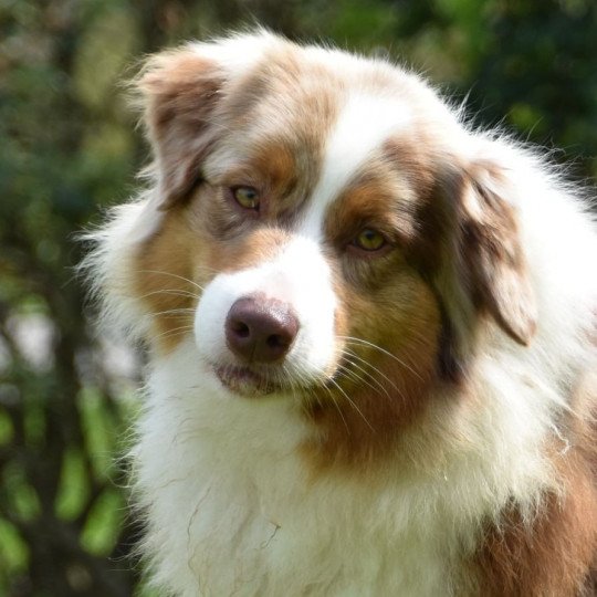 chiot Berger australien Rouge merle (yeux ambres) Redstones Lake du Domaine de Keravel DOMAINE DE KERAVEL