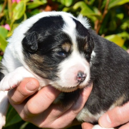 chiot Berger australien Noir tricolore (yeux noisettes) Remember the Time du Domaine de Keravel DOMAINE DE KERAVEL