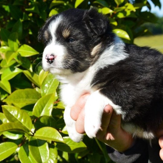 chiot Berger australien Noir tricolore (yeux noisettes) Roazhon du Domaine de Keravel DOMAINE DE KERAVEL