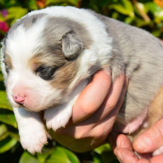 chiot Berger australien Bleu merle (yeux noisettes) Roc Star Seven du Domaine de Keravel DOMAINE DE KERAVEL