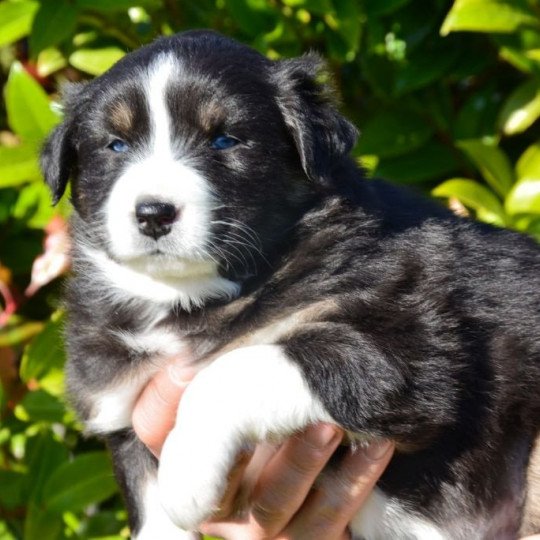 chiot Berger australien Noir tricolore (yeux bleus) Rayley Star Hearthside du Domaine de Keravel DOMAINE DE KERAVEL