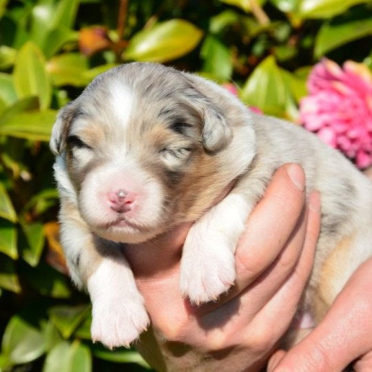 chiot Berger australien Bleu merle (yeux bleus) Rose Blue du Domaine de Keravel DOMAINE DE KERAVEL