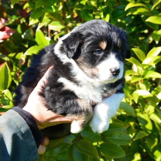 chiot Berger australien Noir tricolore (yeux noisettes) Roxie du Domaine de Keravel DOMAINE DE KERAVEL