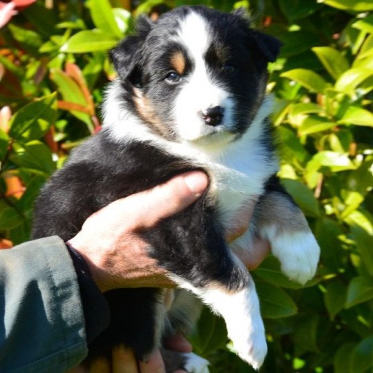 chiot Berger australien Noir tricolore (yeux noisettes) Roxy du Domaine de Keravel DOMAINE DE KERAVEL