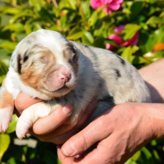 chiot Berger australien Bleu merle (yeux bleus) Royale Blue Star du Domaine de Keravel DOMAINE DE KERAVEL