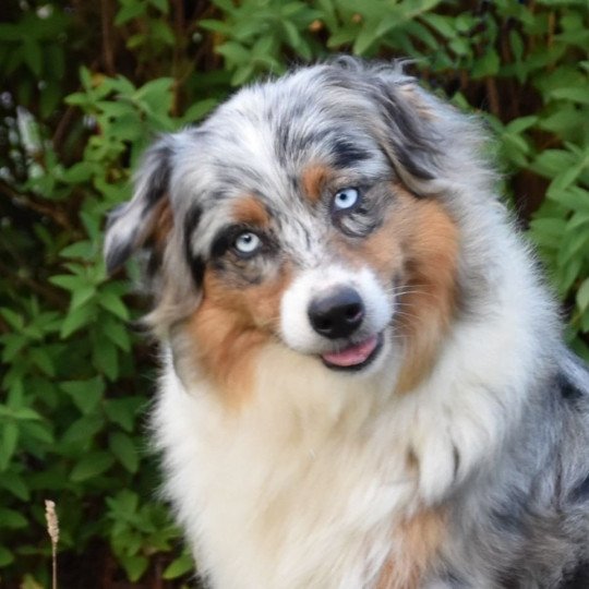 chiot Berger australien Bleu merle (yeux bleus) Royale Blue Star du Domaine de Keravel DOMAINE DE KERAVEL