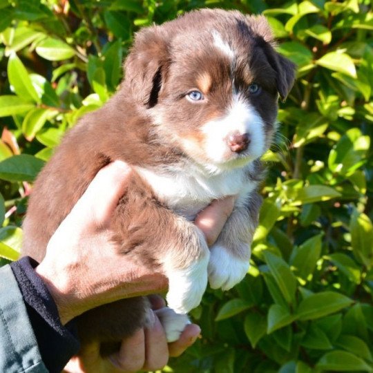 chiot Berger australien Rouge tricolore (yeux ambres) Ruby du Domaine de Keravel DOMAINE DE KERAVEL