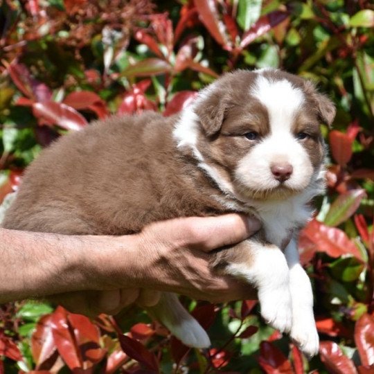 chiot Berger australien Rouge tricolore (yeux ambres) Saiko du Domaine de Keravel DOMAINE DE KERAVEL