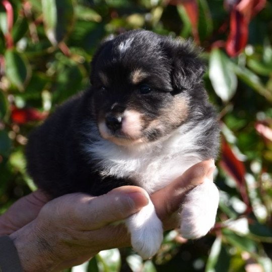 chiot Berger australien Noir tricolore (yeux noisettes) Sally du Domaine de Keravel DOMAINE DE KERAVEL