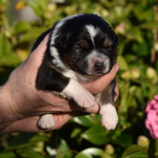 chiot Berger australien Noir tricolore (yeux noisettes) Sandro DOMAINE DE KERAVEL